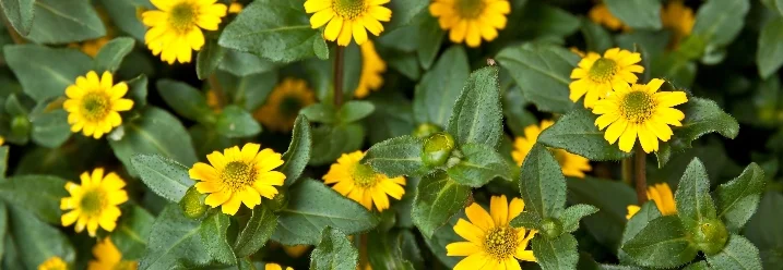 Viele kleine gelbe Blumen